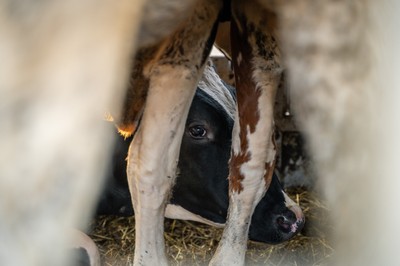 Krávy v transportu na odpočívadle v Turecku - Nevinné oběti